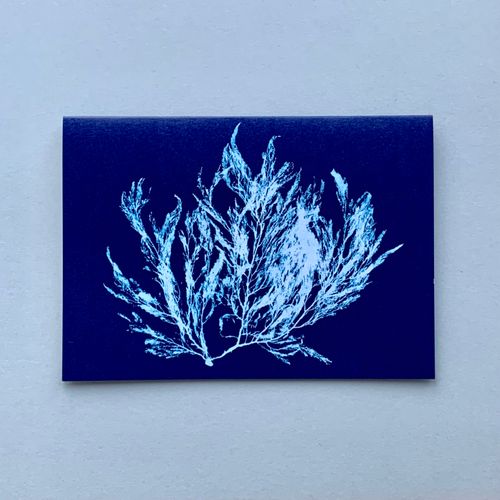 Seaweed Cyanotypes. Cyan 2